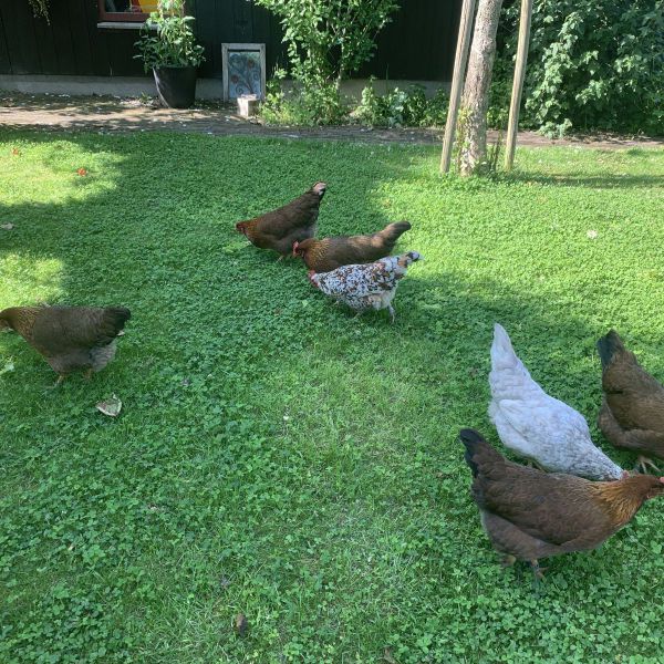 Huisdierenoppas Murielle uit Santpoort-Zuid