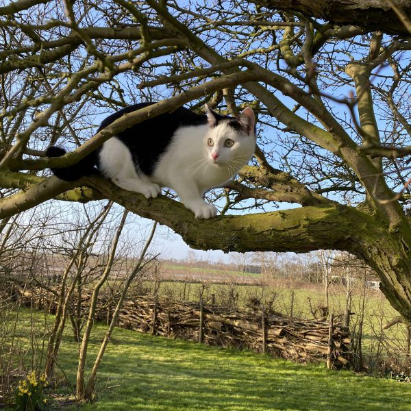 Witje uit Oosterend zoekt een Kattenoppas
