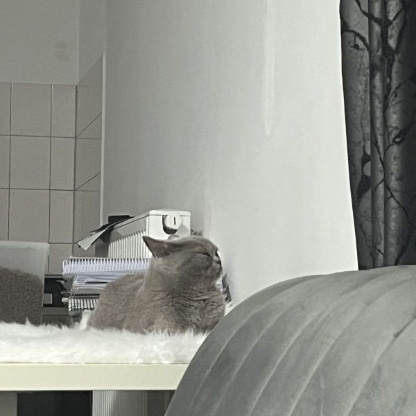 Huisdierenoppas Zain uit Groningen