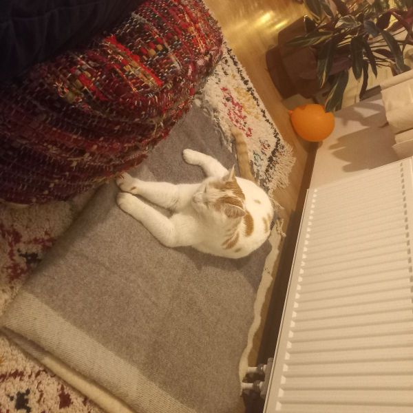 Ahoe uit Steenwijk zoekt een Kattenoppas