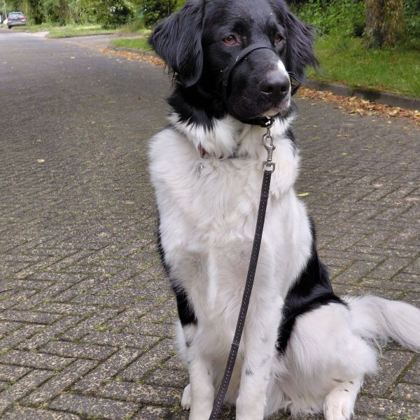 Buck uit Zeewolde zoekt een Hondenoppas