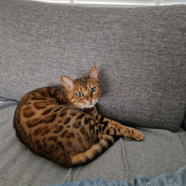 Vaiana uit Nieuwegein zoekt een Kattenoppas