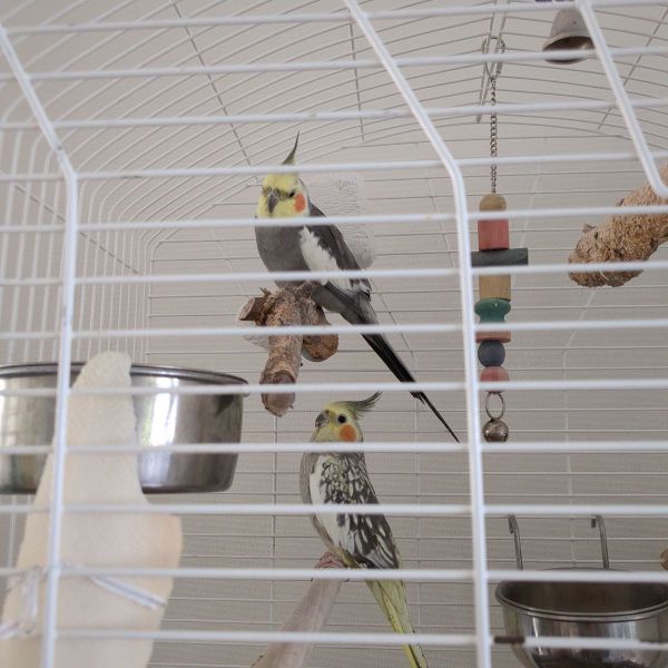 Chico, Pippa uit 'S-Gravenhage zoekt een Vogeloppas