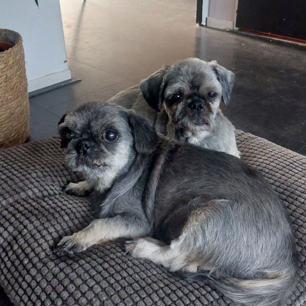 Billy & Dino uit Surhuisterveen zoekt een Hondenoppas