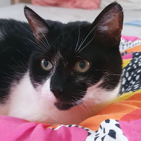 Porgy uit Enschede zoekt een Kattenoppas