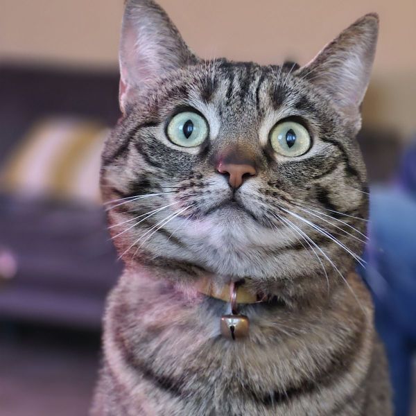 Lotje uit Hooglanderveen zoekt een Kattenoppas