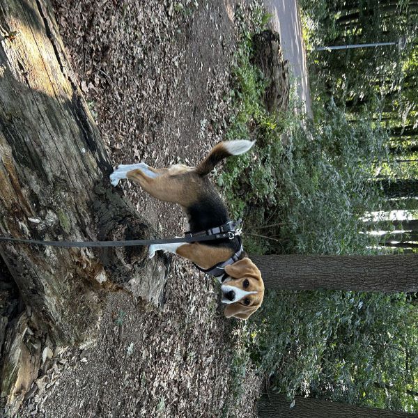 Beau uit Ede zoekt een Hondenoppas