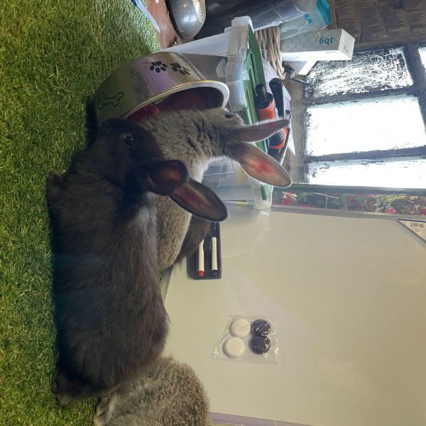 Haas & Hein uit Enschede zoekt een Knaagdierenoppas