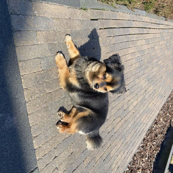 Ollie uit Tilburg zoekt een Hondenoppas