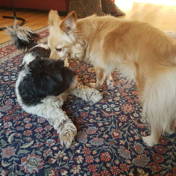 Boris, Cleo uit Tolbert zoekt een Hondenoppas