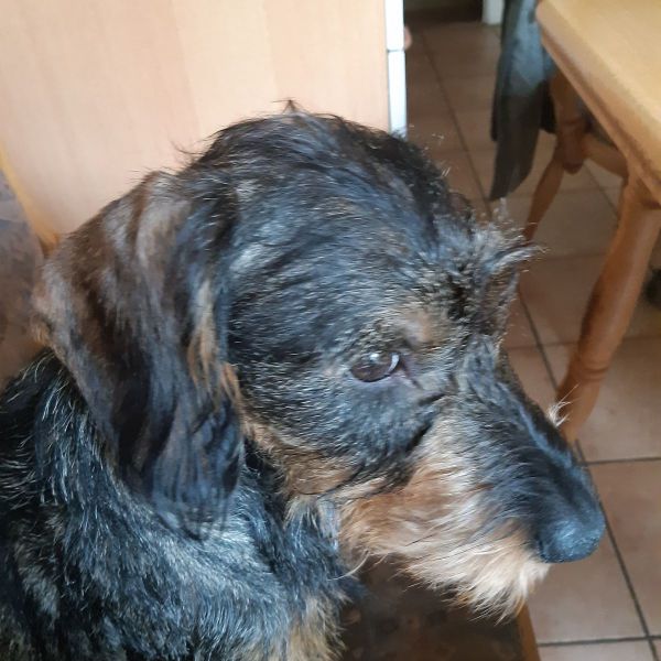 George, Geirge uit Rijs zoekt een Hondenoppas