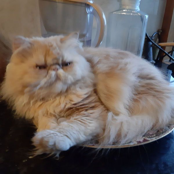 Shampy uit Drachten zoekt een Kattenoppas