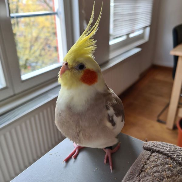 Marshmallow uit Amsterdam zoekt een Vogeloppas