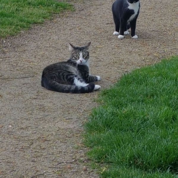 Buby en Mickey uit Alphen Aan Den Rijn zoekt een Kattenoppas