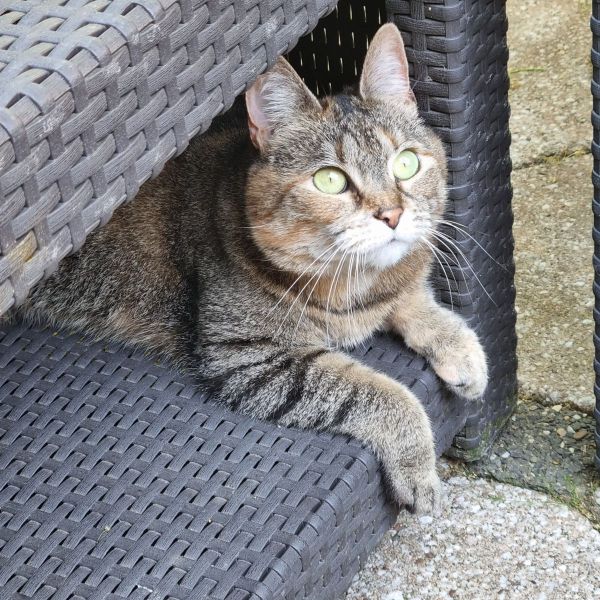 Izzy, Joy uit Heijningen zoekt een Kattenoppas