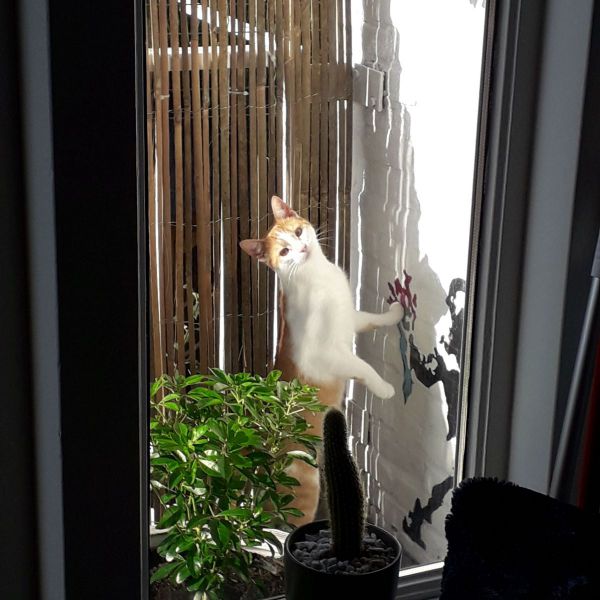 Benedict uit Den Haag zoekt een Kattenoppas