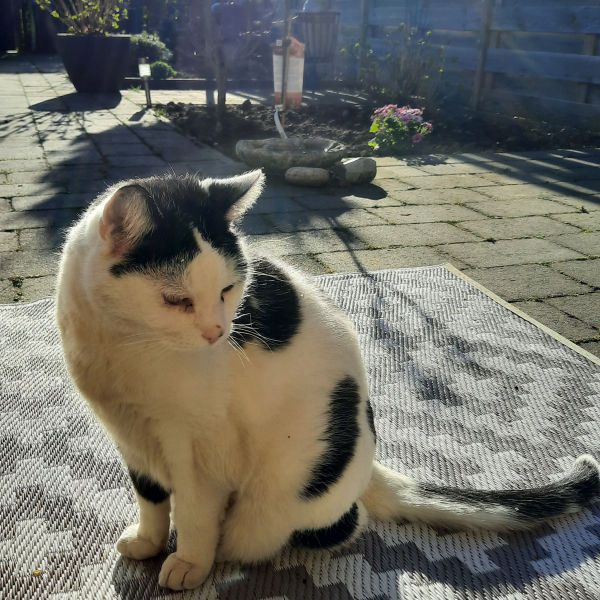 Twister uit Houten zoekt een Kattenoppas