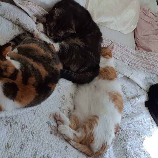 Chibi Sago Coony Fiama uit Maassluis zoekt een Kattenoppas