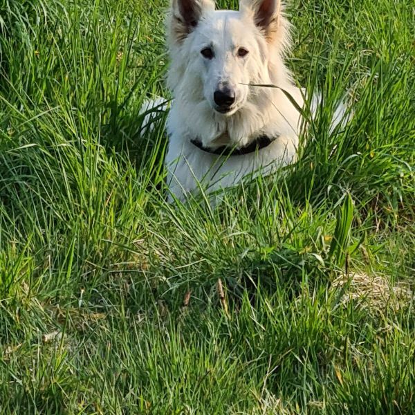 Dexter uit Drunen zoekt een Hondenoppas