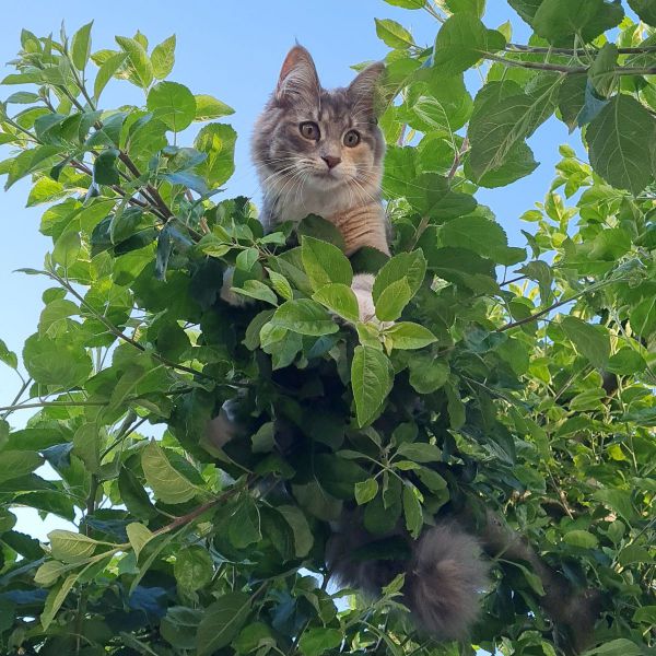 Balthasar uit Breda zoekt een Kattenoppas