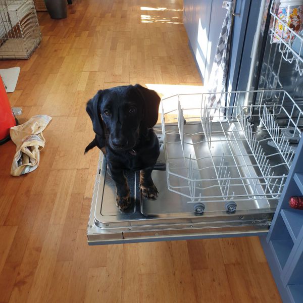 Buddy uit Helmond zoekt een Hondenoppas