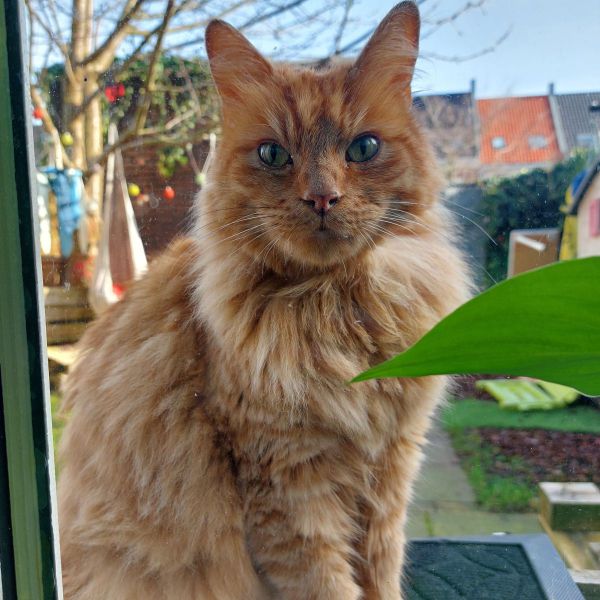Frits uit Utrecht zoekt een Kattenoppas