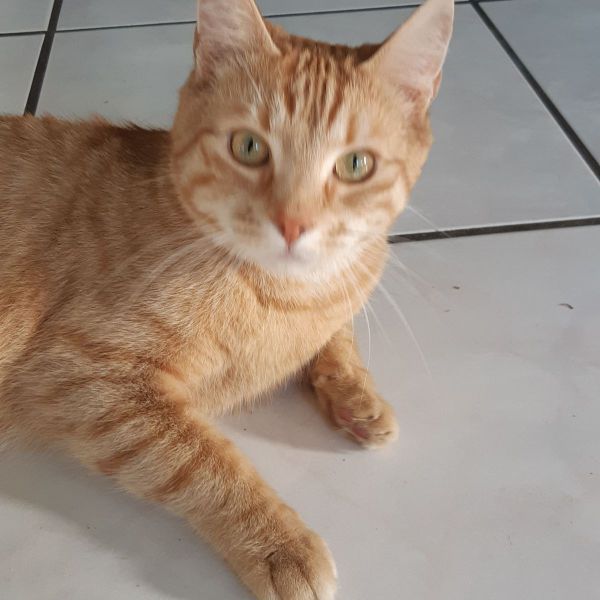 Maxi, Rosy uit Almelo zoekt een Kattenoppas