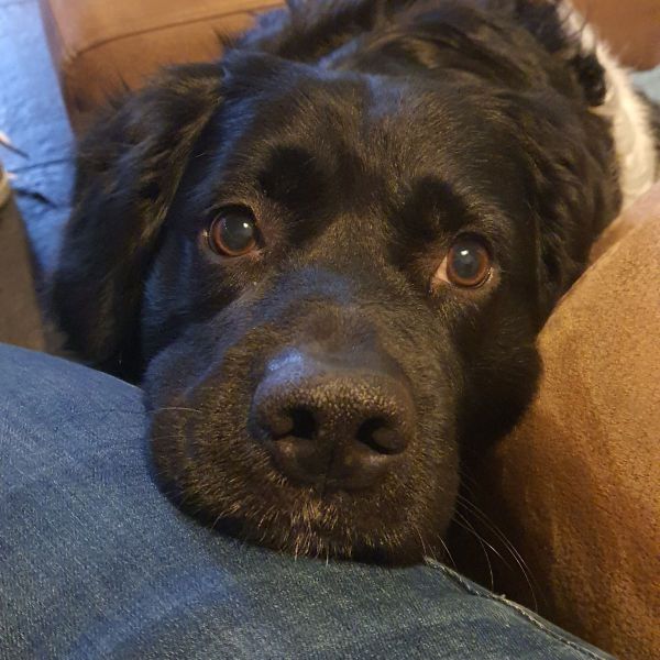 Buddy uit Nieuw-Vennep zoekt een Hondenoppas