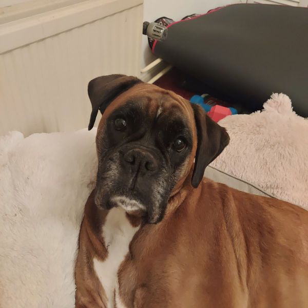 Hans uit Driebergen-Rijsenburg zoekt een Hondenoppas