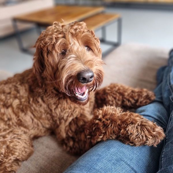 Charlie uit Nieuwveen zoekt een Hondenoppas