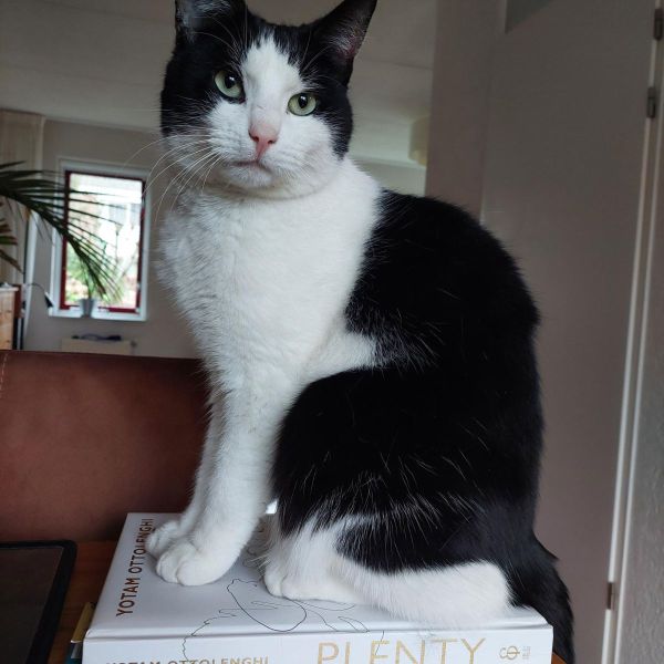 Leo uit Hoogeveen zoekt een Kattenoppas