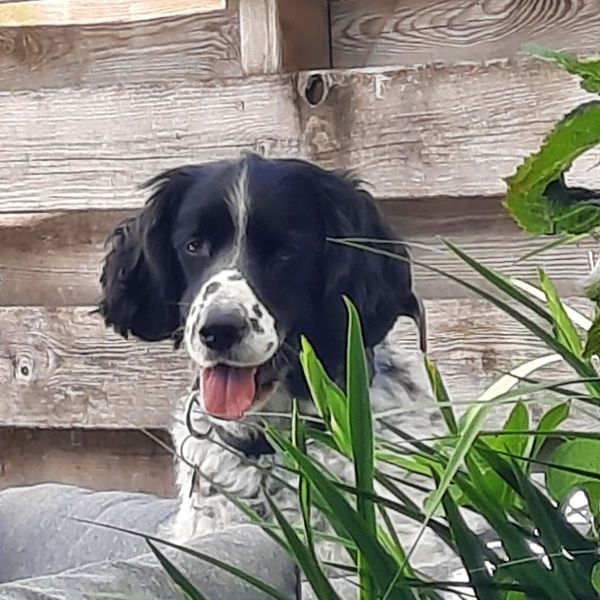Shadow uit Zwolle zoekt een Hondenoppas