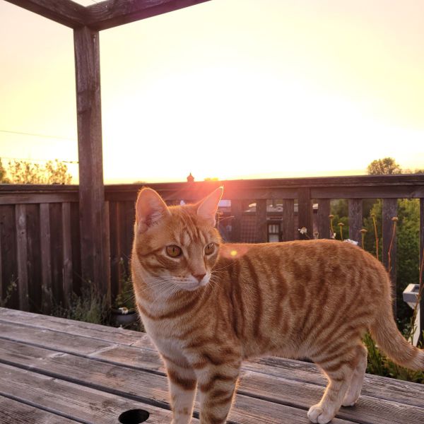 Maui, Nui uit Amsterdam zoekt een Kattenoppas