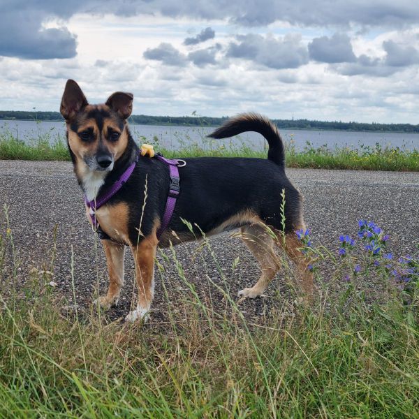 Mila uit Almere zoekt een Hondenoppas