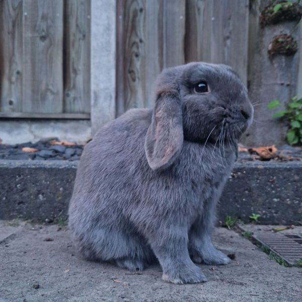 Luck, Lou uit Hengelo zoekt een Knaagdierenoppas