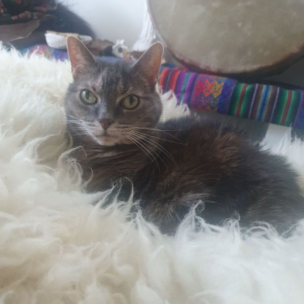 Cabanna uit Kootwijkerbroek zoekt een Kattenoppas