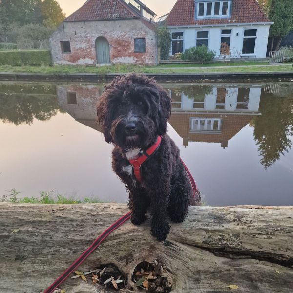 Bodhi uit Leeuwarden zoekt een Hondenoppas
