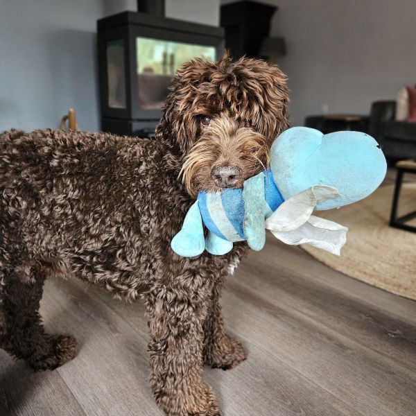 Sam uit Nijkerk zoekt een Hondenoppas