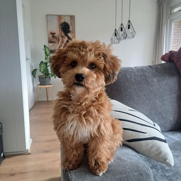 James uit Haren zoekt een Hondenoppas
