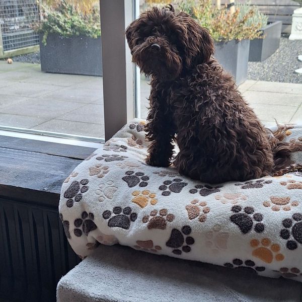 Lizzie uit Delfzijl zoekt een Hondenoppas