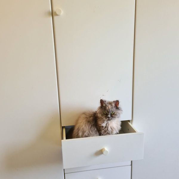 Pichu, Eevee, Dreepy uit Hoogerheide zoekt een huisdierenoppas