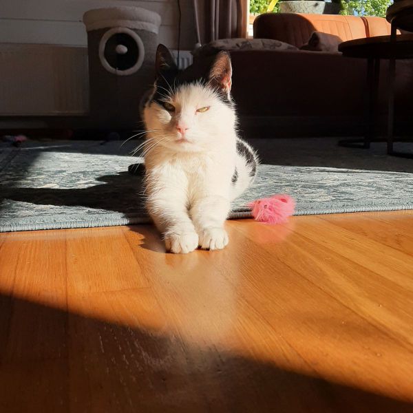 Kiki uit Tienhoven zoekt een Kattenoppas