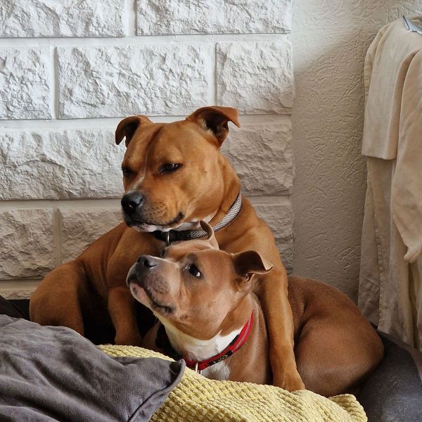 rezzi, ginger uit Heerhugowaard zoekt een Hondenoppas