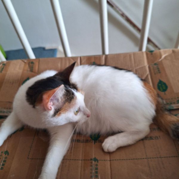 Olivia uit Hellevoetsluis zoekt een Kattenoppas