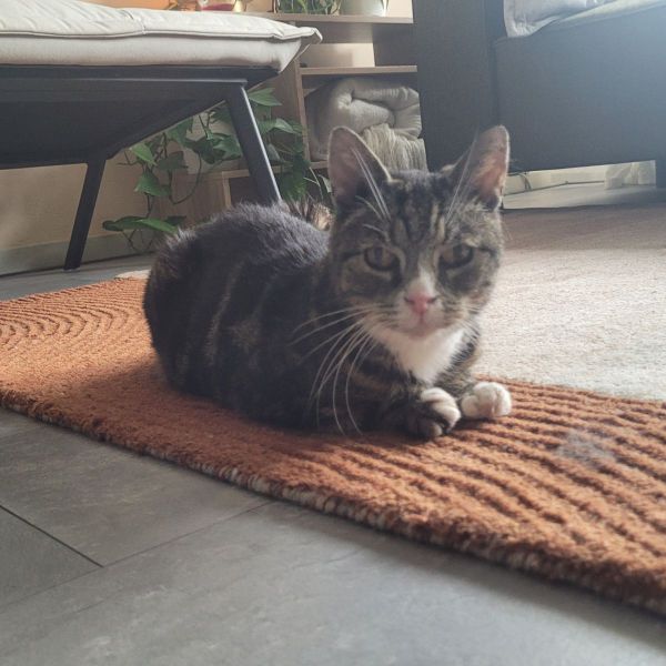 Annabel uit Leiden zoekt een Kattenoppas