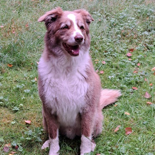 Balou, Sara uit Winterswijk zoekt een Hondenoppas
