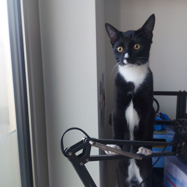 Mochi, Kimchi uit Amsterdam zoekt een Kattenoppas