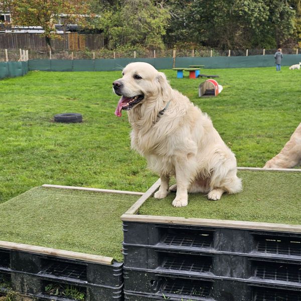 Beau, Benji uit Rotterdam zoekt een Hondenoppas
