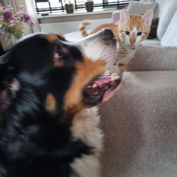 Ollie, Willem uit Zaamslag zoekt een huisdierenoppas