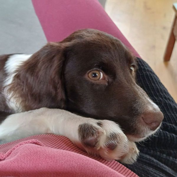 Charlie brown uit Koedijk zoekt een Hondenoppas